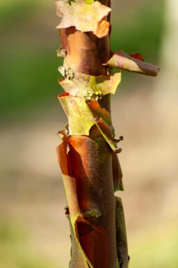 Acer griseum mehrstämmig 200-250