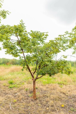 Acer griseum mehrstämmig 200-250