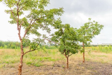 Acer griseum mehrstämmig 200-250