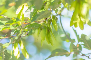 Acer griseum mehrstämmig 200-250