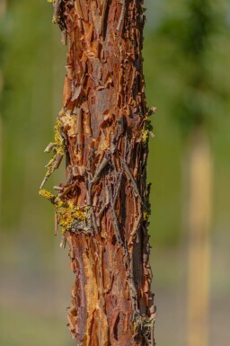 Acer griseum mehrstämmig 200-250