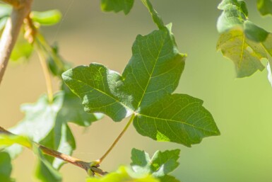 Acer monspessulanum hochstamm 10/12