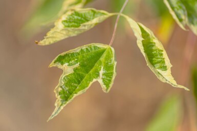 Acer negundo 'Flamingo'