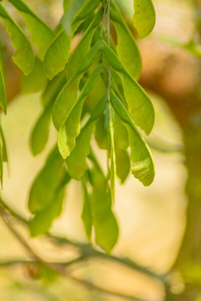 Acer negundo 'Flamingo'