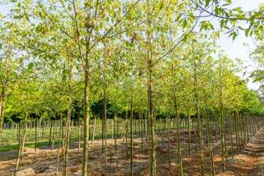 Acer negundo 'Flamingo' hochstamm