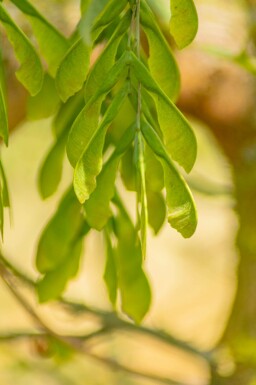 Acer negundo 'Flamingo' hochstamm 10/12 cm