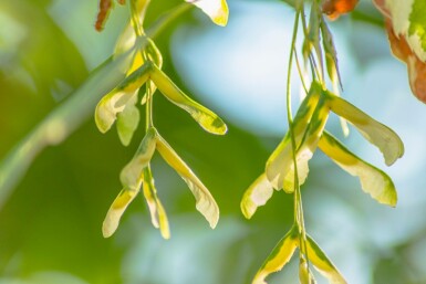 Acer negundo 'Flamingo' hochstamm 10/12 cm