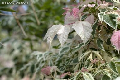 Acer negundo 'Flamingo' hochstamm 10/12 cm