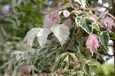 Acer negundo 'Flamingo' hochstamm 10/12 cm