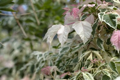 Acer negundo 'Flamingo' hochstamm 10/12 cm