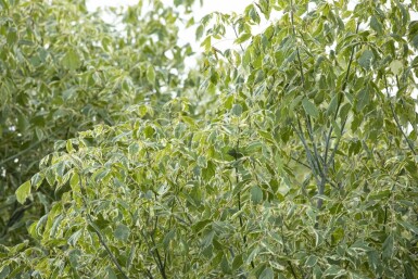 Acer negundo 'Variegatum' hochstamm 10/12 cm