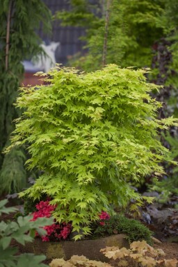 Acer palmatum hochstamm 14/16