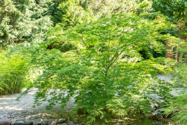 Acer palmatum hochstamm 14/16