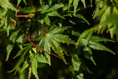 Acer palmatum mehrstämmig 200-250