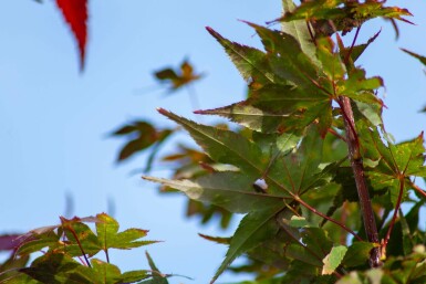 Acer palmatum 'Atropurpureum'