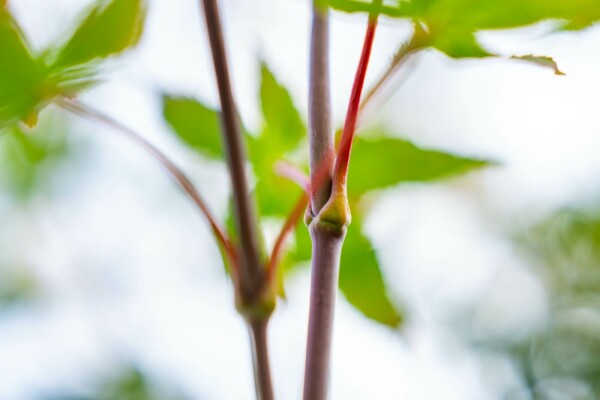 Acer palmatum 'Atropurpureum'