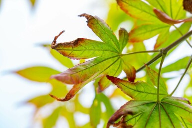 Acer palmatum 'Atropurpureum' mehrstämmig