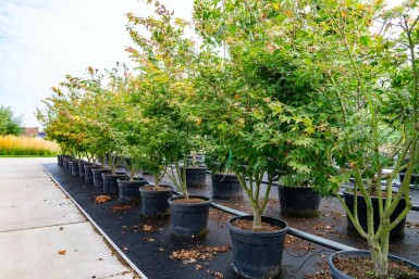 Acer palmatum 'Atropurpureum' mehrstämmig 200-250