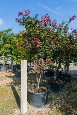 Acer palmatum 'Atropurpureum' mehrstämmig 200-250