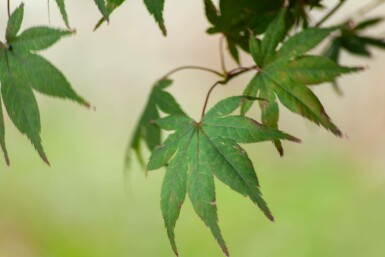 Acer palmatum 'Atropurpureum' mehrstämmig 200-250