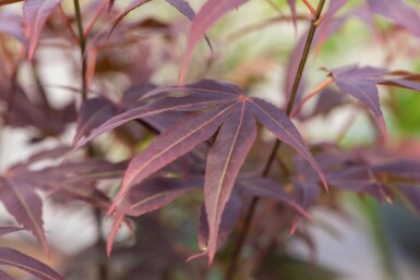 Acer palmatum 'Atropurpureum' mehrstämmig 200-250