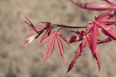 Acer palmatum 'Bloodgood'