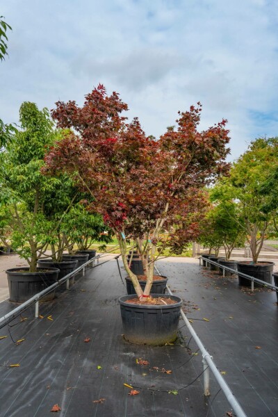 Acer palmatum 'Bloodgood' mehrstämmig 200-250