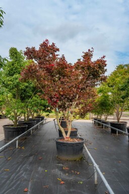 Acer palmatum 'Bloodgood' mehrstämmig