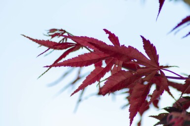 Acer palmatum 'Bloodgood' mehrstämmig 200-250