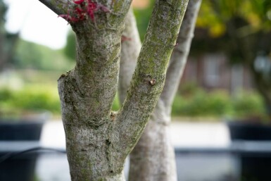 Acer palmatum 'Bloodgood' mehrstämmig 200-250