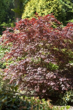 Acer palmatum 'Bloodgood' mehrstämmig 200-250