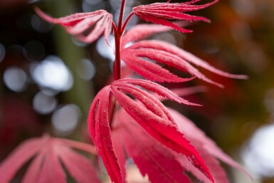 Acer palmatum 'Bloodgood' mehrstämmig 200-250