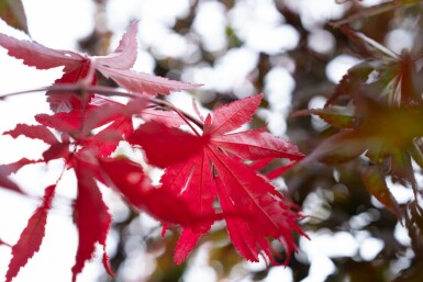 Acer palmatum 'Bloodgood' mehrstämmig 200-250