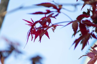 Acer palmatum 'Bloodgood' mehrstämmig 200-250