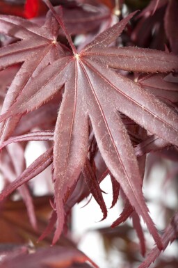 Acer palmatum 'Bloodgood' mehrstämmig 200-250