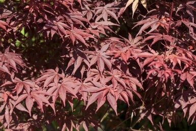 Acer palmatum 'Bloodgood' mehrstämmig 200-250