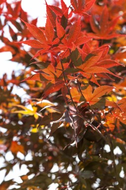 Acer palmatum 'Bloodgood' mehrstämmig 200-250