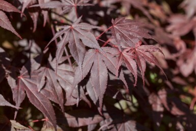 Acer palmatum 'Bloodgood' mehrstämmig 200-250