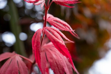 Acer palmatum 'Bloodgood' mehrstämmig 200-250