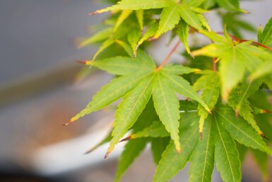 Acer palmatum 'Ôsakazuki' mehrstämmig