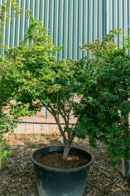 Acer palmatum 'Ôsakazuki' mehrstämmig 250-300