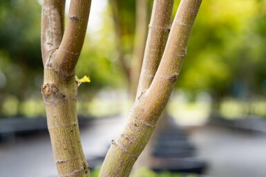 Acer palmatum 'Ôsakazuki' mehrstämmig 250-300