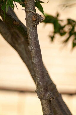 Acer palmatum 'Ôsakazuki' mehrstämmig 250-300