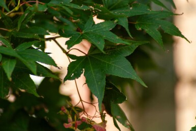 Acer palmatum 'Ôsakazuki' mehrstämmig 250-300