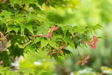 Acer palmatum 'Ôsakazuki' mehrstämmig 250-300