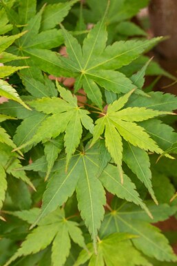 Acer palmatum 'Sangokaku'