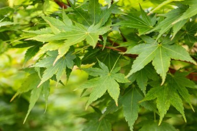 Acer palmatum 'Sangokaku' mehrstämmig