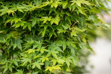 Acer palmatum 'Sangokaku' mehrstämmig 200-250