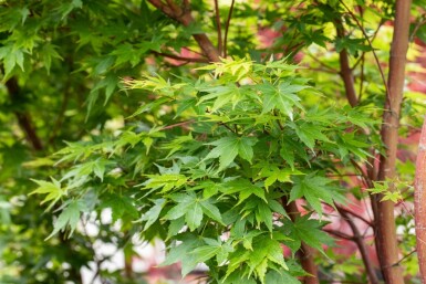 Acer palmatum 'Sangokaku' mehrstämmig 200-250