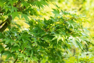 Acer palmatum 'Sangokaku' mehrstämmig 200-250